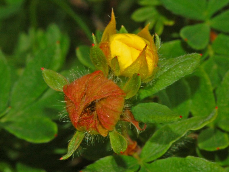 Avventiziato casuale di Dasiphora fruticosa